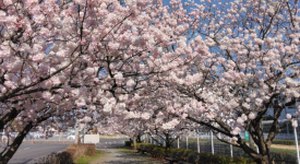 ガイア不動産の建物情報ページへ